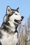 ALASKAN MALAMUTE 036